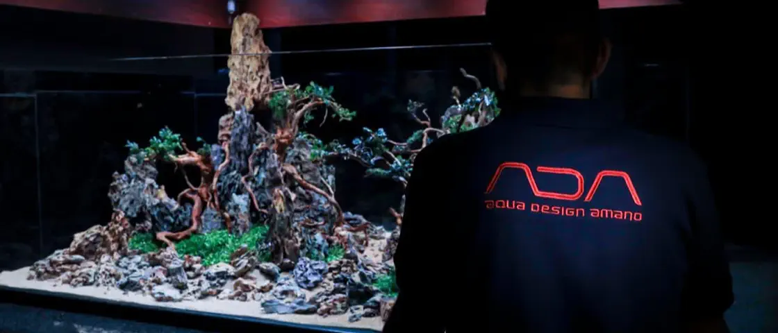 Iwagumi and DOOA display
