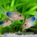 Similis Corydoras
