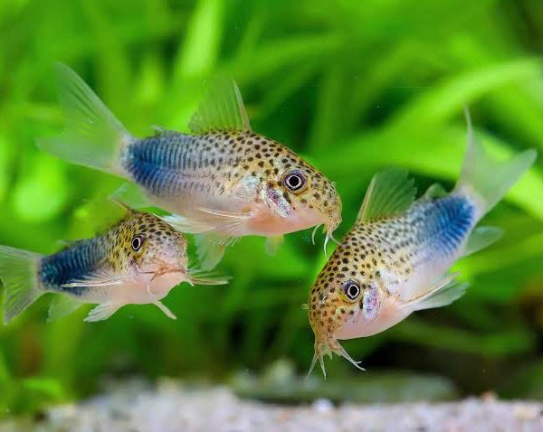 Similis Corydoras