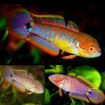 Peacock Gudgeon