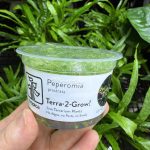 Tropica peperomia prostrata