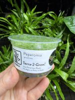 Tropica peperomia prostrata