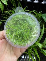Tropica peperomia prostrata - Image 2