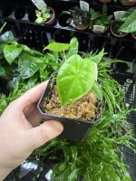 Horizon Labs Alocasia Frydek - Image 3