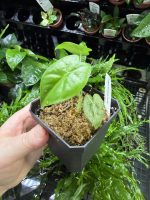 Horizon Labs Alocasia Frydek - Image 2