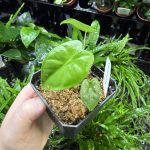 Horizon Labs Alocasia Frydek
