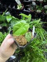 Horizon Labs Alocasia Frydek