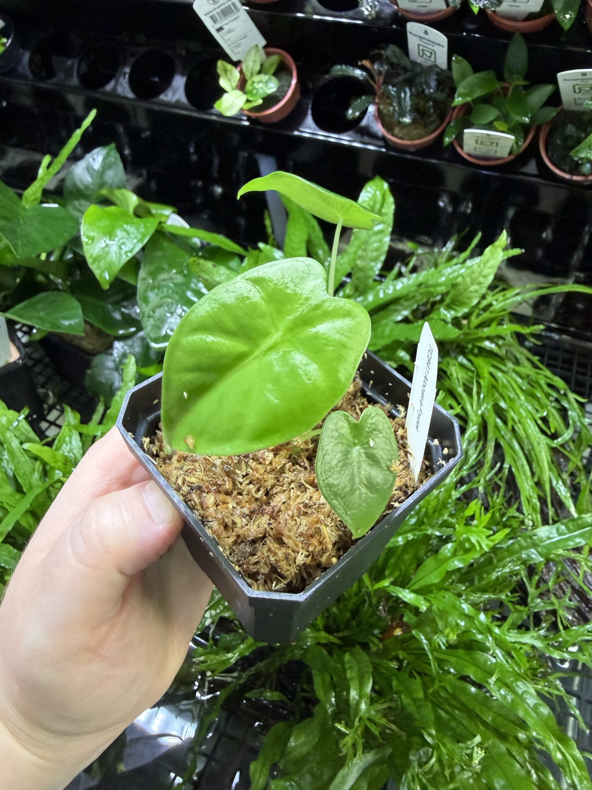 img_3997 Horizon Labs Alocasia Frydek - Image 1