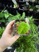 Horizon Labs Alocasia Frydek - Image 4