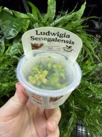 Horizon Labs Ludwigia senegalensis - Image 3