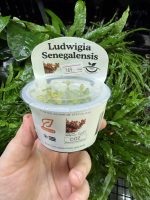 Horizon Labs Ludwigia senegalensis