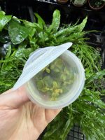 Horizon Labs Ludwigia senegalensis - Image 2