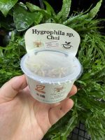 Horizon Labs Hygrophila Lancea Chai
