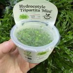 Horizon Labs Hydrocotyle Tripartita mini
