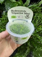 Horizon Labs Hydrocotyle Tripartita mini