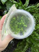 Horizon Labs Hydrocotyle Tripartita mini - Image 2