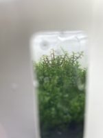 Horizon Labs Pearl Moss - Image 3