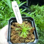 Horizon Labs Drosera Spatulata lovellae