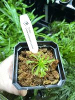 Horizon Labs Drosera Spatulata lovellae