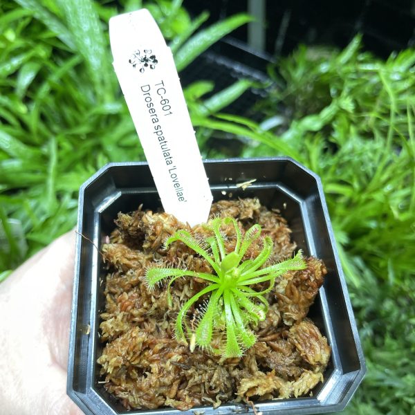Horizon Labs Drosera Spatulata lovellae