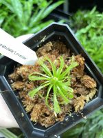 Horizon Labs Drosera Spatulata lovellae - Image 2