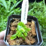 Horizon Labs Dionaea sharks teeth