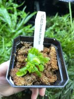 Horizon Labs Dionaea sharks teeth