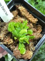 Horizon Labs Dionaea sharks teeth - Image 2