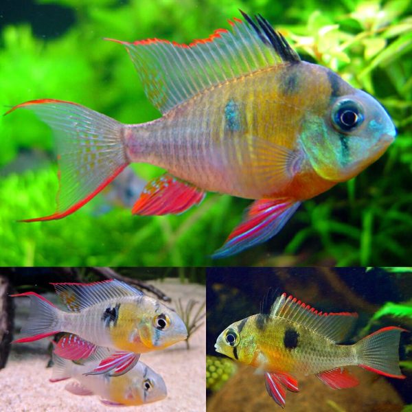 Bolivian Ram (Large)