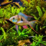Bolivian Ram (Large) - Image 2