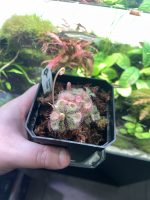 Horizon Labs Drosera Burmanni