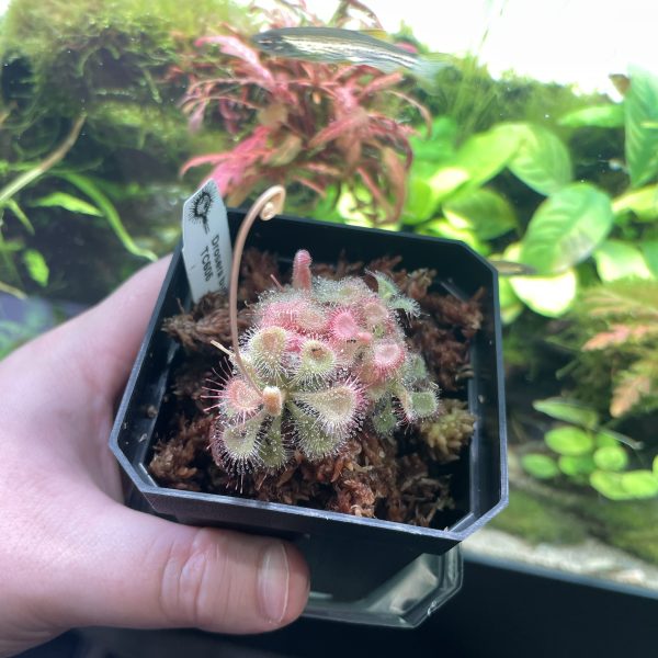 Horizon Labs Drosera Burmanni