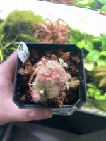 Horizon Labs Drosera Burmanni - Image 2