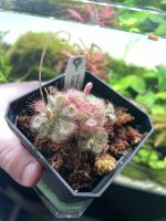 Horizon Labs Drosera Burmanni - Image 3